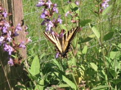 butterfly sage_8593