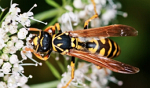wasp with umbell